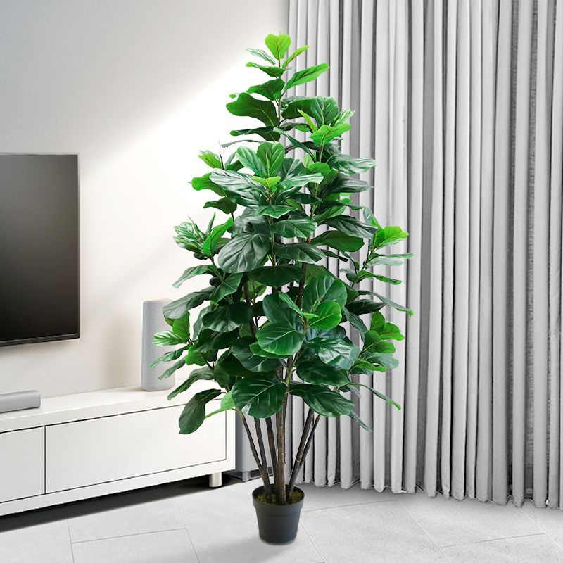 Ficus Lyrata Tree - 35-150cm Pohon Tropis Besar Tanaman Ficus