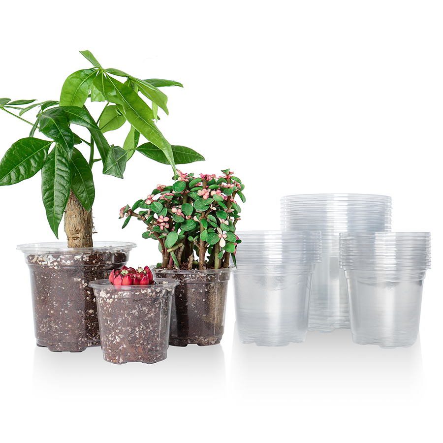 Aloe Vera Pot - 30 Pak 3.5/4/5 inci Pot pembibitan