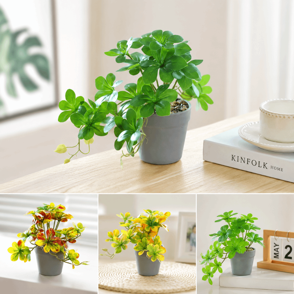 Spider Plant Hanging - Tanaman Bonsai Buatan Tanaman Bonsai Buatan