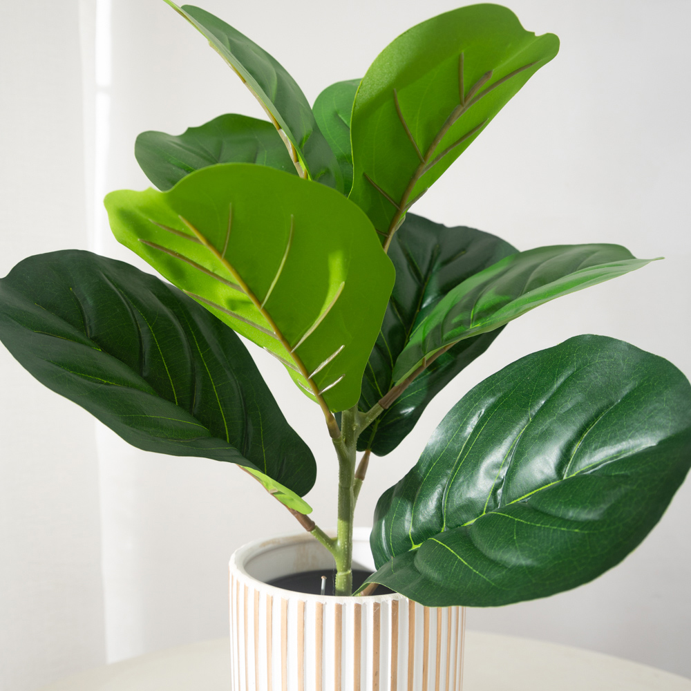 38cm 9 garpu Tanaman Ficus bua - Ficus Lyrata Tree ulasan dan harga