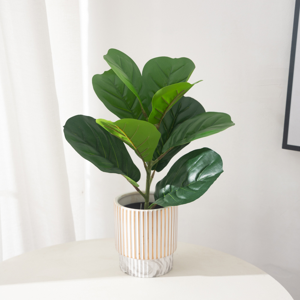 38cm 9 garpu Tanaman Ficus bua - Ficus Lyrata Tree ulasan dan harga
