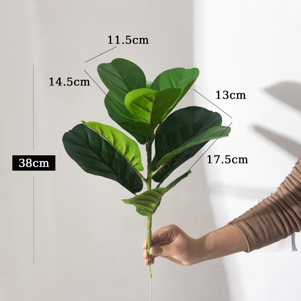 38cm 9 garpu Tanaman Ficus bua - Ficus Lyrata Tree ulasan dan harga