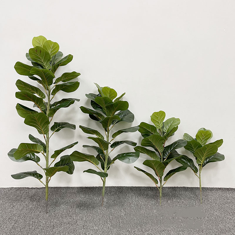 Tanaman pohon Ficus besar 59in - Ficus Lyrata Tree ulasan dan harga
