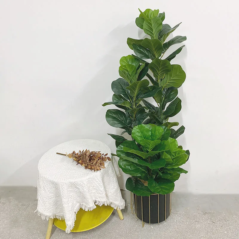 35-150cm Pohon Tropis Besar Ta - Ficus Lyrata Tree ulasan dan harga