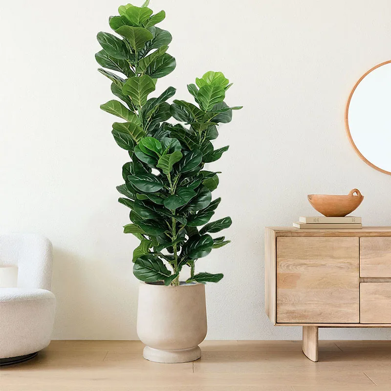 35-150cm Pohon Tropis Besar Ta - Ficus Lyrata Tree ulasan dan harga