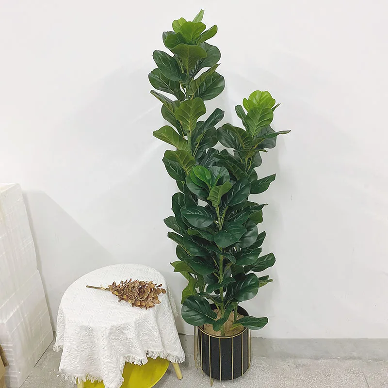 35-150cm Pohon Tropis Besar Ta - Ficus Lyrata Tree ulasan dan harga