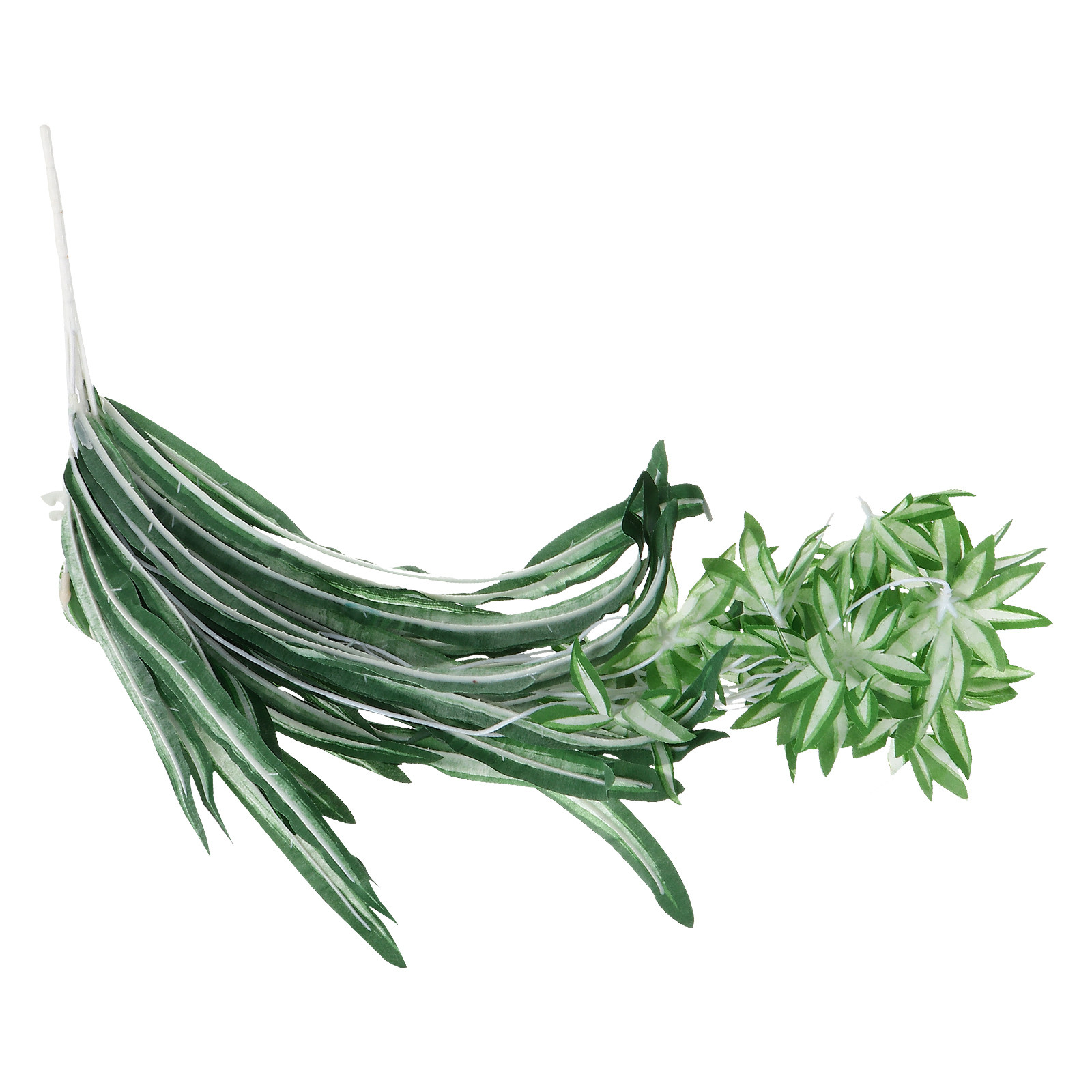 1Pcs Tanaman Chlorophytum Buat - Spider Plant Hanging ulasan dan harga